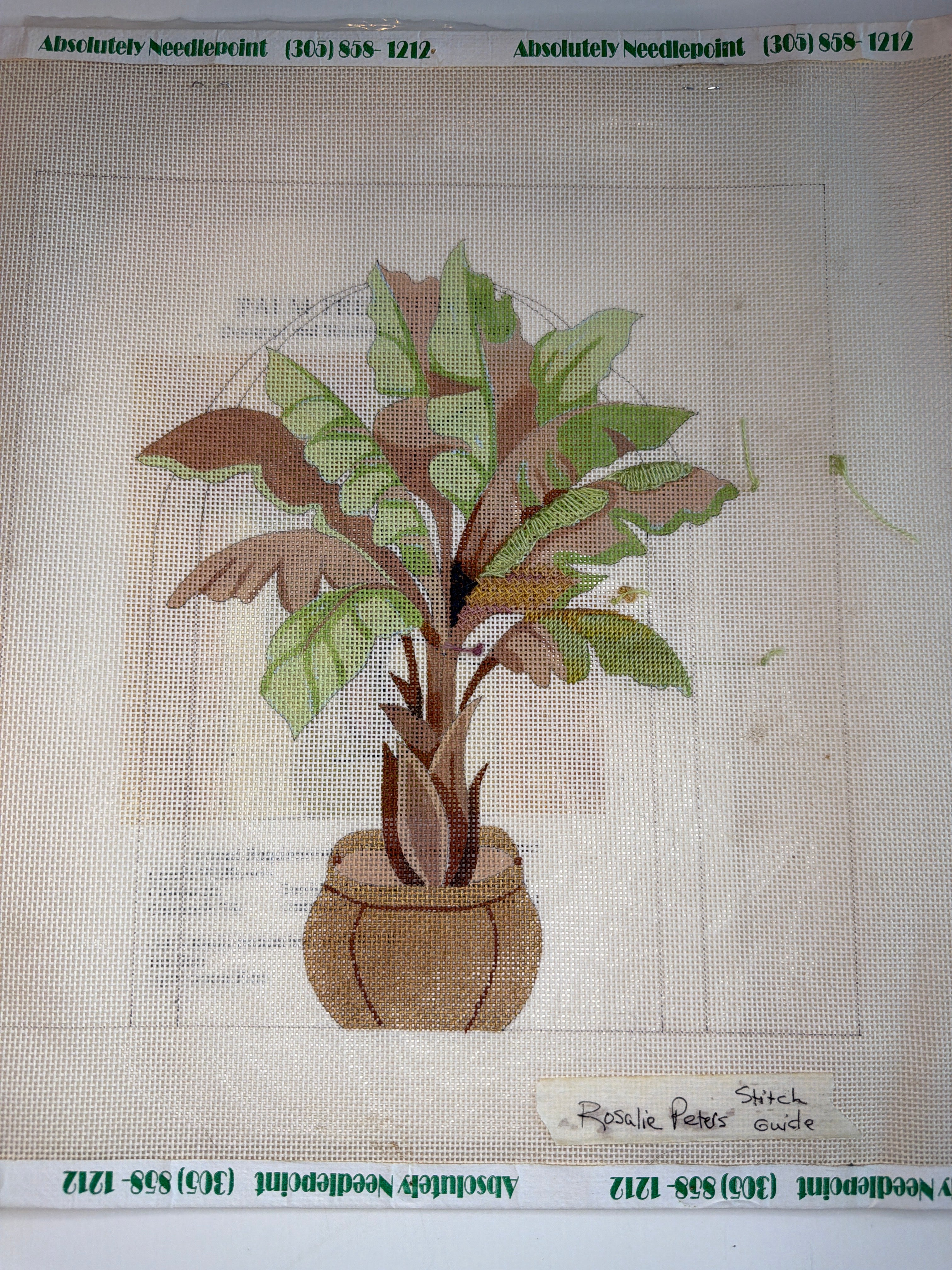House Plant